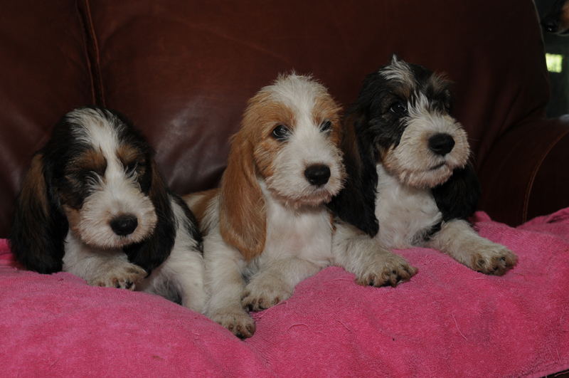 3 PBGV pups